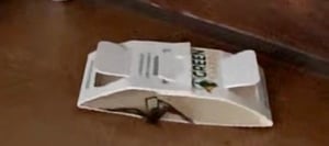 Spinnen Klebefalle mit Spezial-Lockstoff – 3x Fallen – Spinnen bekämpfen, Spinnen Falle, Mittel gegen Spinnen, Alternative zu Spinnen Pheromonfallen Kunden-Foto 1