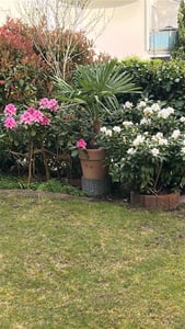 [Palmenlager] - Winterharte Palme -Trachycarpus fortunei- 130 cm - Stamm 20+ cm / Chinesische Hanfpalme - 17°C Kunden-Foto 1