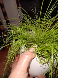 5 x Katzengras 25-30 cm Cyperus Alternifolius Zumula zur Verdauungsunterstützung von Katzen Kunden-Foto 2