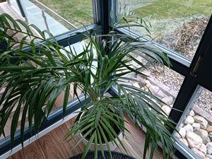 Goldfruchtpalme 130-150 cm + Übertopf Ingmar Arecapalme  Chrysalidocarpus lutescens Tropische Palme - Luftreinigend - Frisch aus der Gärtnerei Kunden-Foto 9