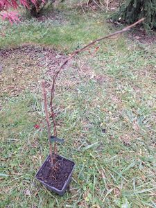Mini kiwi Issai 70 cm – Actinidia arguta Kiwiberry samozapylające Zdjęcie produktu od klienta nr 6
