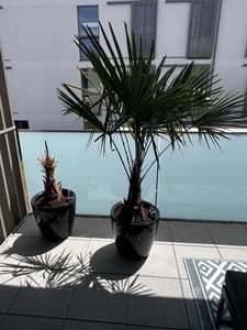 XXL Palme Stammhöhe 40-50 cm winterhart 160-180 cm Trachycarpus fortunei, Hanfpalme, Kunden-Foto 3