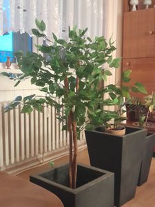 3.08 Deko Pflanze 115cm - Modell: Benjamini (breit) Kunden-Foto 1