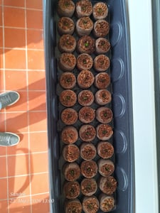 Sternmoos Mastkraut Plattenmoos Samen - Sagina subulata - Sternmoossamen - Saatgut für 400 Pflanzen Kunden-Foto 1
