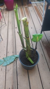 Musa Basjoo winterharte Banane 100-140 cm  winterfest  schnell wachsend  exotische Gartenpflanze  robuste Bananenpflanze Kunden-Foto 9