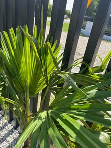 Bloomique - Trachycarpus Fortunei - Palmier éventail chinois - Palmier rustique - Plante de jardin - Hauteur 120-150 cm - Pot 30 cm Photo du client 3