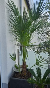 Zwergpalme 130–160 cm winterhart – Chamaerops humilis, mediterrane Gartenpalme für Terrasse & Balkon, robuste Europäische Palme Kunden-Foto 4
