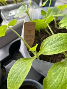 Kletter-Zuccini 'Quine' Quedlinburger Gemüsesamen Kunden-Foto 1