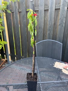 Wiśnia kolumnowa „Sylvia” – Prunus avium – kompaktowa forma kolumnowa do małych ogrodów i balkonów | Całkowita wysokość 40–60 cm Zdjęcie produktu od klienta nr 5