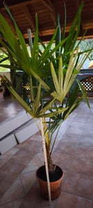 Palmy zimotrwałe XXL, odmiana Hanfpalme, wysokość 160-220 cm, odporność do -18°C, Trachycarpus Fortunei Zdjęcie produktu od klienta nr 13