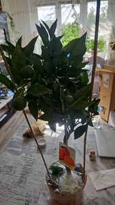 Meine Orangerie Orangenbaum Mezzo - echte Orange - Zitruspflanze - 70 bis 90 cm - Citrus sinensis - Orange Tree - veredelter Apfelsinenbaum in Gärtner-Qualität Kunden-Foto 1