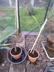 Musa Basjoo winterharte Banane 100-140 cm  winterfest  schnell wachsend  exotische Gartenpflanze  robuste Bananenpflanze Kunden-Foto 7