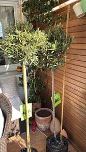 Olivenbaum Stamm Olive 80 - 100 cm hoch, beste Qualität, Olea Europaea Kunden-Foto 10