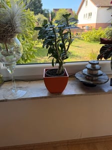 Adenium obesum red - Rosa del deserto - Vaso 10,5cm - Altezza 25-40cm Piante d'appartamento Foto del cliente 1