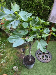 Feigenbaum - hell UND dunkel - in 1 Topf, Obstbaum, winterhart, Ficus Carica, Feige Kunden-Foto 7