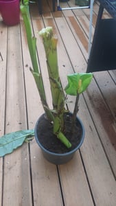 Musa Basjoo winterharte Banane 100-140 cm  winterfest  schnell wachsend  exotische Gartenpflanze  robuste Bananenpflanze Kunden-Foto 10