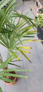 XXL winterharte Palme Hanfpalme 160-220 cm -18 °C Trachycarpus Fortunei Kunden-Foto 18