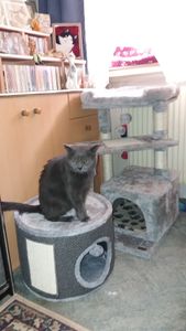 PawHut Kratztonne 30 cm Hoch Katzentonne mit Höhle, für Katze bis 5 kg Kunden-Foto 1