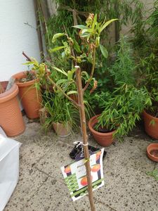 Albero di pesco 100-125 cm Prunus persica Pesco nano Pesco Foto del cliente 2