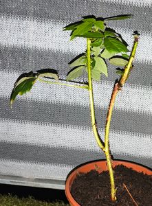 Rubus ideaus 'Fallgold'  ca. 35 cm - Himbeere - gelbe Himbeere Kunden-Foto 1
