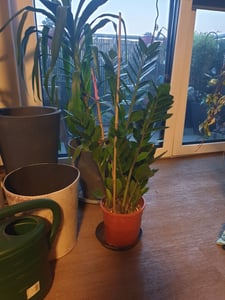 BALDUR Garten 1x Spathiphyllum ca. 55-65 cm hoch, Pflanze im 17 cm-Topf, Trendpflanze, Einblatt, blühende Zimmerpflanze, mehrjährig - frostfrei halten, Blickfang, pflegeleicht, Scheidenblatt Kunden-Foto 2