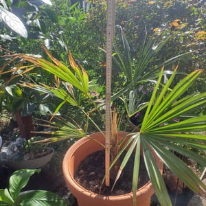 Seltene Trachycarpus Wagnerianus Hanfpalme bis 120 cm Höhe Frosthart bis -19 Grad Kunden-Foto 8