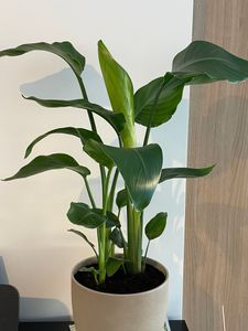 Paradiesvogelblume - Strelitzie - Strelitzia nicolai - Höhe 90-110cm - ⌀21cm Kunden-Foto 1