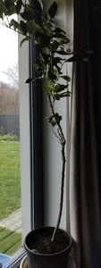 Citrus limon Lunario 140–170 cm – Echter Zitronenbaum – Vier-Jahreszeiten-Zitrone, immertragend, mediterrane Kübelpflanze Kunden-Foto 1