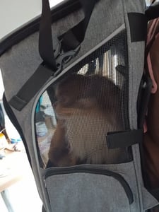 Petsworld Opvouwbare rugzak voor honden tot 8,5 kg, ademend met gaas Klantenfoto 2