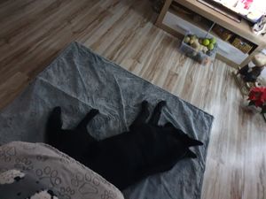 WISFOR Hundebett Hundekissen Tierbett Katzenbett Hundekorb Schlafplatz, waschbar Wasserfest, für große Hunde, 135x100x12cm [Größe: XXXL] Kunden-Foto 1