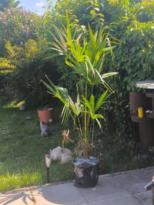 XXL winterharte Palme Hanfpalme 160-220 cm -18 °C Trachycarpus Fortunei Kunden-Foto 16
