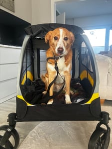 WISFOR Hundebuggy Ein-Klick-Falten, Hundewagen für mittelgroße und große Hunde bis 50kg, Hundeanhänger Hundetasche mit verstellbar Griff Kunden-Foto 6