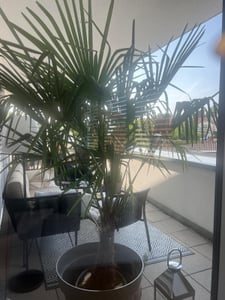 XXL Palme winterhart 140 - 160 cm Trachycarpus fortunei, Hanfpalme, Kunden-Foto 13