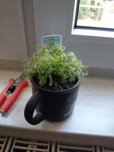 Sonnentau - Drosera alicae - 9cm Topf Kunden-Foto 1