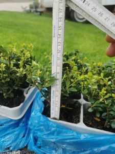Ilex 'Crenata' 20-25 cm - Stechpalme Heckenpflanzen - Idealer Buchsbaum-Ersatz Kunden-Foto 10
