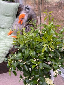 Mandarinenbäumchen 80-100 cm - Citrus reticulata - Mandarine (Pflanze) Kunden-Foto 5