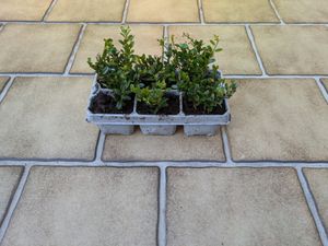Ilex 'Crenata' 20-25 cm - Stechpalme Heckenpflanzen - Idealer Buchsbaum-Ersatz Kunden-Foto 3