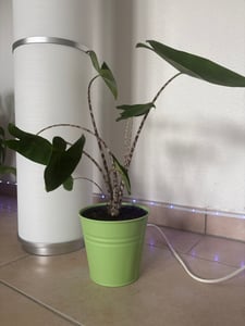 Alocasia Zebrina, Elefantenohr, Zimmerpflanze, 50-70 cm, Topf 17 cm Kunden-Foto 1