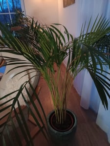 Neudorff Azet Nawóz do roślin zielonych 1 l na 200 l wody do podlewania  – w 100% naturalny nawóz do roślin domowych Zdjęcie produktu od klienta nr 1