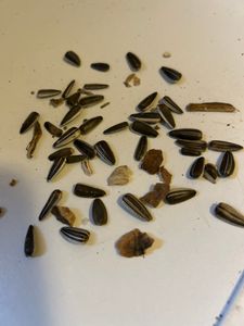 25kg Vogelfood Sonnenblumenkerne gestreift Ernte 2025 Vogelfutter Kunden-Foto 1