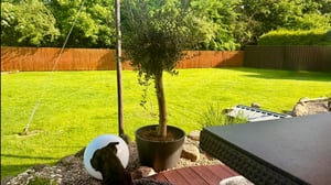 Ogrodzenia Wiklinowe Weidenmatte 170 x 500 cm - Balkon Sichtschutz - Zaun Garten aus Holz - Sichtschutz Garten - Windschutz & Sonnenschutz - Schattens Kunden-Foto 8