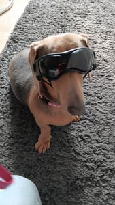Hundebrille für kleine Rassen, Hundesonnenbrille für kleine Rassen, UV-Schutzbrille für kleine Hunde zum Reiten im Freien, Autofahren, Schwarz Kunden-Foto 1