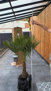 3 Stück XXL Palme winterhart 200-220 cm Trachycarpus fortunei, Hanfpalme, Kunden-Foto 9