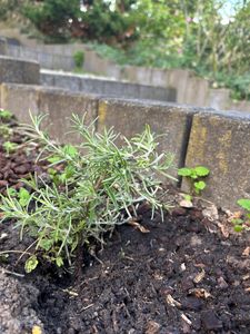 BALDUR Garten 1x Hänge-Rosmarin 'Blue Cascade®', Pflanze im 9x9 cm-Topf, winterharte Staude, mehrjährig, pflegeleicht, für Standort in der Sonne geeignet, Rosmarinus officinalis Kunden-Foto 1