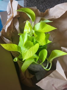 Epipremnum Golden Pothos 15-20 cm - jasny bluszcz - roślina domowa - roślina zielona Zdjęcie produktu od klienta nr 1