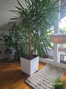 BigDean Prosperplast Rattan Blumentopf 26,6 L Anthrazit Übertopf Innen Außen mit Innenkasten wetterfest, schwarz, 26,5 x 26,5 x 50 cm Kunden-Foto 2