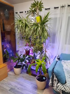 LEADZM Blumenständer mit Wachstumslicht, 8 Ebenen Blumentreppen, 4 Räder，122cm/126.5cm Hoch Pflanzenständer Metall Blumenregal für Indoor Balkon,Weiß Kunden-Foto 3