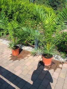 Palme XXL 160 cm Phoenix canariensis, kanarische Dattelpalme, winterhart Kunden-Foto 2