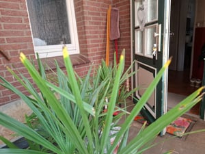 Seltene Trachycarpus Wagnerianus Hanfpalme bis 120 cm Höhe Frosthart bis -19 Grad Kunden-Foto 23