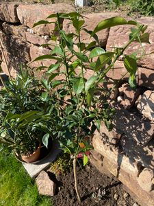 Citrus Yuzu 130 - 150 cm, Zitronenbaum Zitrone, japanische Zitrone, winterhart Kunden-Foto 7